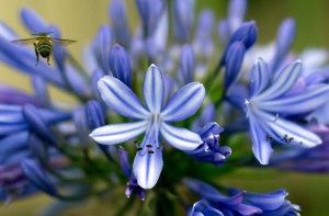 Agapanthus